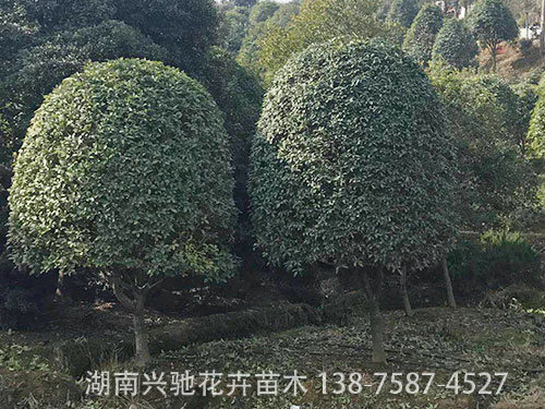 精品桂花
