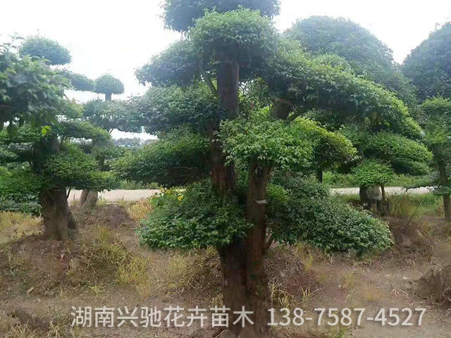 精品造型树3