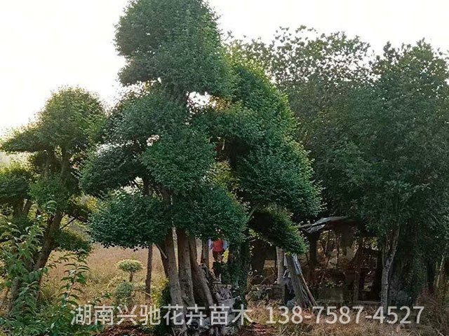 精品造型树4