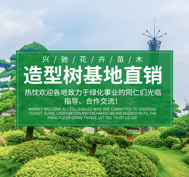 湖南兴驰花卉苗木农民专业合作社_苗木种植|长沙香樟供应|长沙苗木生产|水杉种植